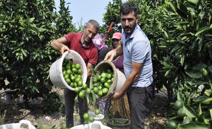 Hatay’ın Dörtyol ilçesinde ’Okitsu’ cinsi mandalina hasadına başlandı. 