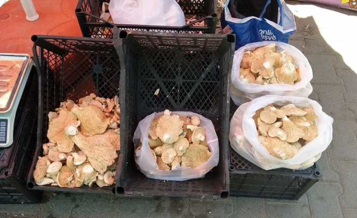 Erzincan’ın dağlık bölgelerinde doğada kendiliğinden yetişen, barındırdığı besin öğeleri nedeniyle