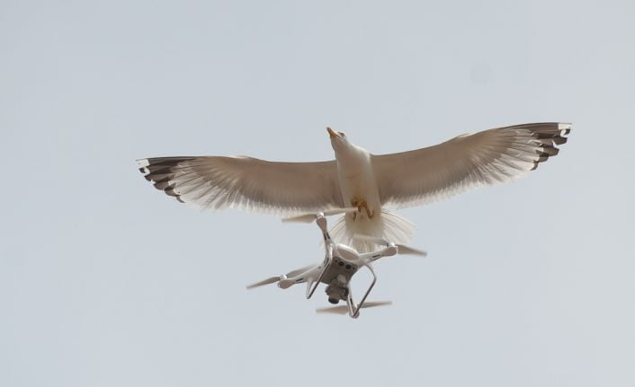 Denizin sembollerinden martıların drone (uçangöz) ile imtihanı objektiflere yansıdı. 