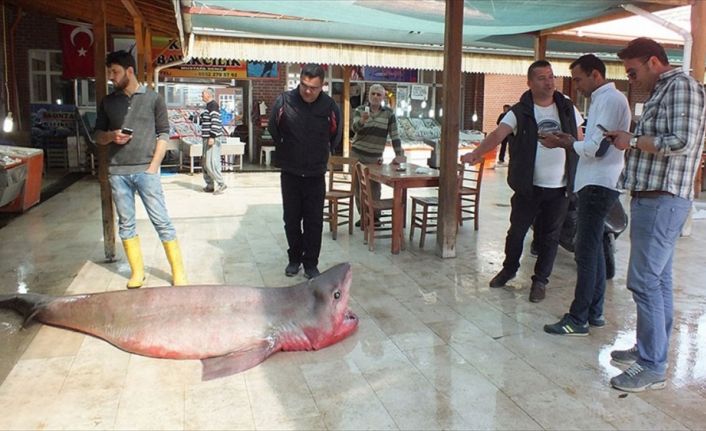 Mersin'in Silifke ilçesinde balıkçıların ağına yaklaşık 4 metre boyunda, 400