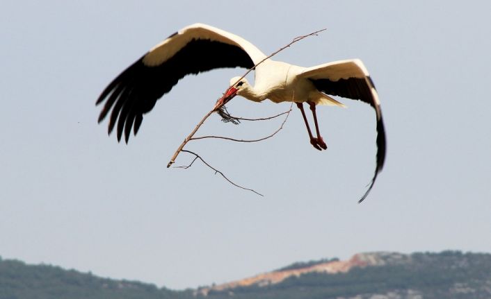 Baharın müjdecisi leylekler Afrika’dan Muğla’daki Akçapınar Mahallesi’ne gelmeye başladı. 