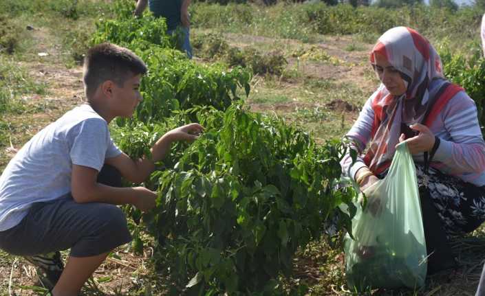 Bingöl’de bir çiftçi ‘Alacağın sebzeyi kendin topla’ uygulaması ile kazanç