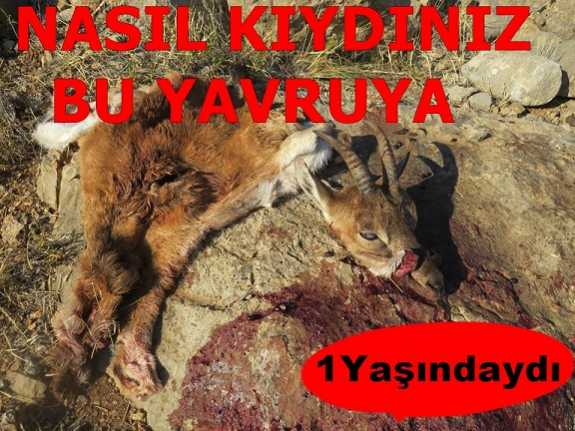 Tarım ve Orman Bakanlığı Doğa Koruma ve Milli Parklar (DKMP)