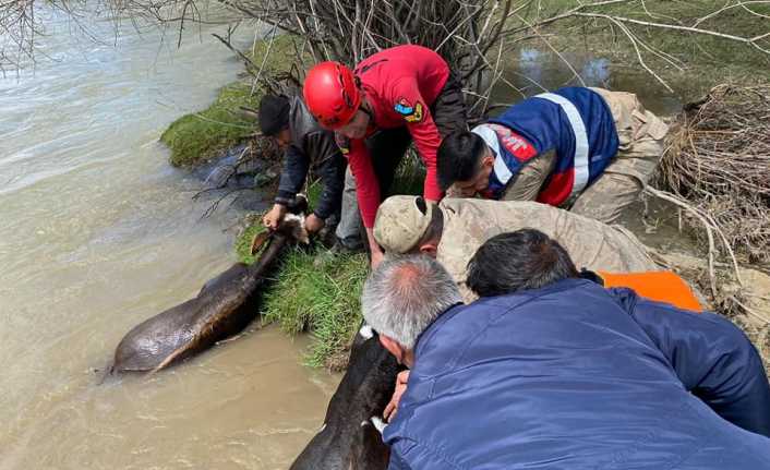 Erzincan’da Nehirde mahsur kalan hayvanlar kurtarıldı