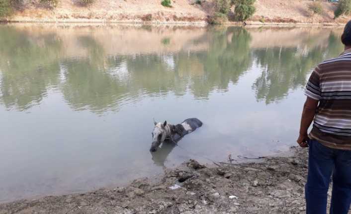 Adana’nın Ceyhan ilçesinde nehre düşen at itfaiye ekipleri tarafından kurtarıldı.