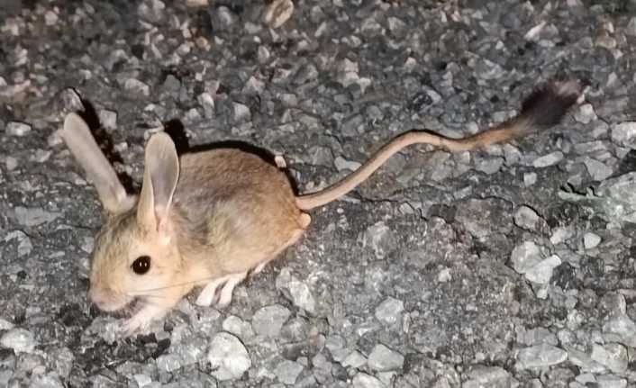 Arap tavşanı, Erzincan'ın Kemaliye ilçesinde görüntülendi