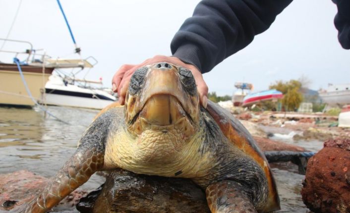 Muğla’nın Bodrum ilçesinde nesli tükenmekte olan caretta caretta cinsi deniz