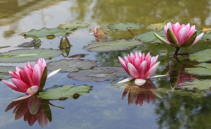 Bolu’da Nilüfer Sanat Parkı’nda üretimine başlanılan 140 çeşit nilüfer, rengarenk