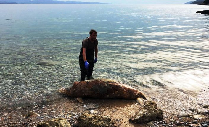 Dünyaca ünlü Gökova Körfezi’nde koruma altındaki Akdeniz foku bölgedeki bir