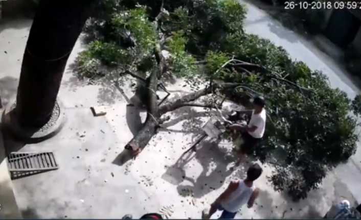 Vietnam’ın başkenti Hanoi’de ağaçtan kopan dev parça, az daha 2