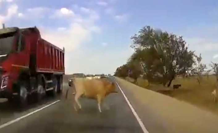 Dağıstan’da bir otomobil, yola çıkan ineğe çarptı. O anlarsa anbean