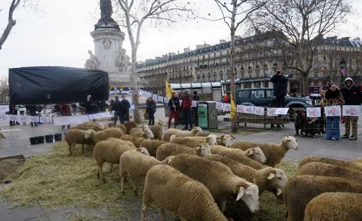 Fransa’nın başkenti Paris’te koyunlarının