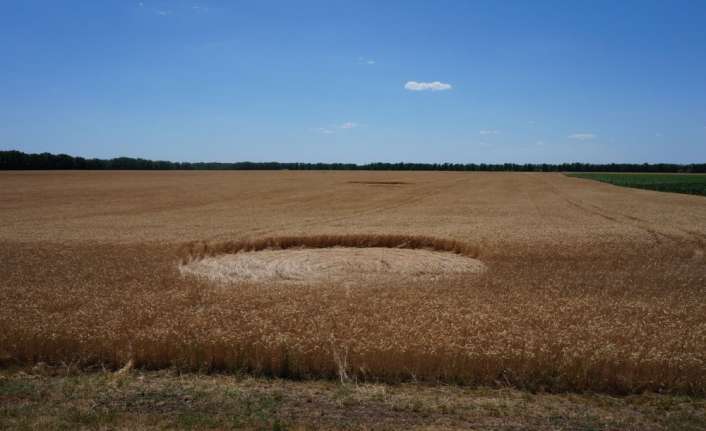 Rusya’nın Krasnador bölgesinde buğday