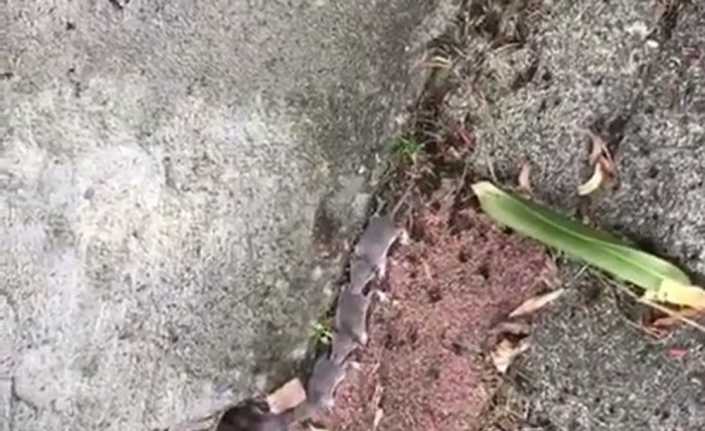 Rusya’da 6 yavru farenin annelerini simetrik bir şekilde takip ettiği