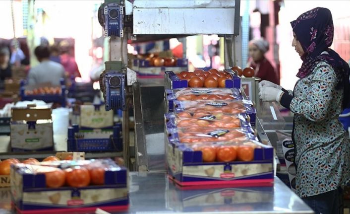 Rusya, domates ithalatı için Türkiye'den 2 şirkete daha izin verdi.