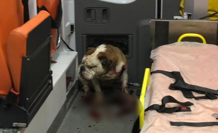 İzmir’de çiçekçi kadına saldıran bulldog cinsi köpek, yaralı kadına müdahale