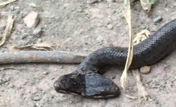Hayvanlar arasında ender olarak görülen çift başlı yılanlardan biri, Samsun’un