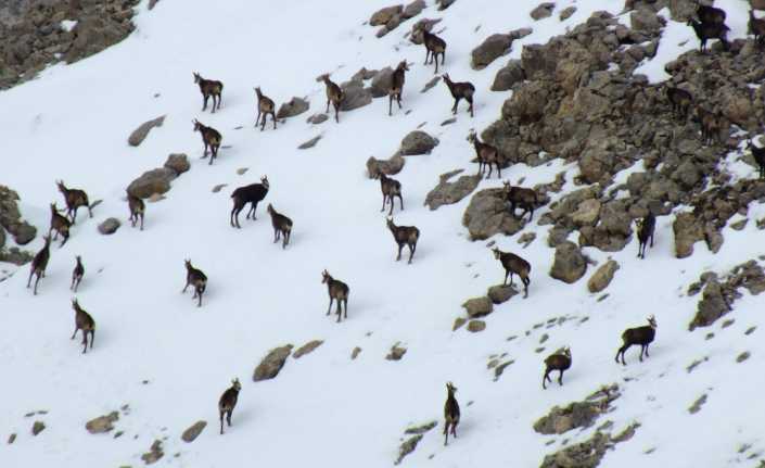 Tunceli’de 3 bin 300 rakımlı Munzur Dağında karda yiyecek aramaya