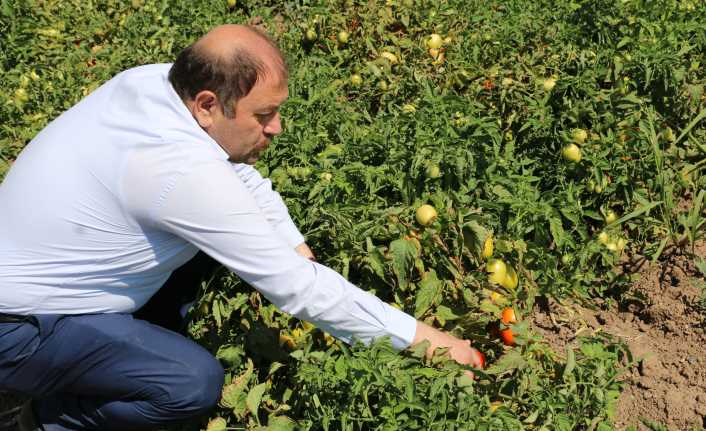 Erzincan’da Sanayi Tipi Domates Yetiştiriciliği Gelişiyor