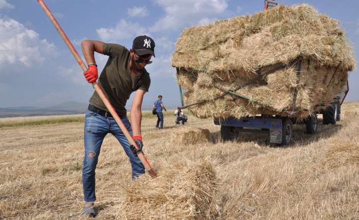 Kars’ta kış hazırlıkları için kolları sıvayan çiftçiler, kavurucu sıcağa aldırış