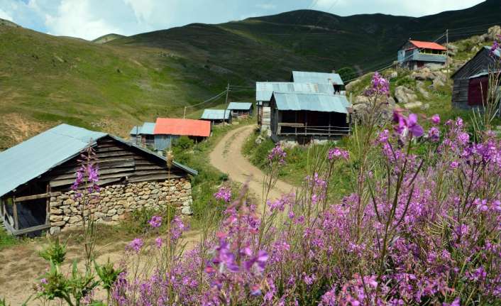 Ordu’nun Mesudiye ilçesindeki Sıhırçukuru Yaylası; temiz havası, eski yayla evleri