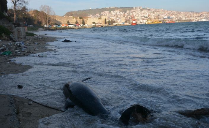 Sinop’ta kıyıya vuran yunus sayısı 32’ye çıktı. 