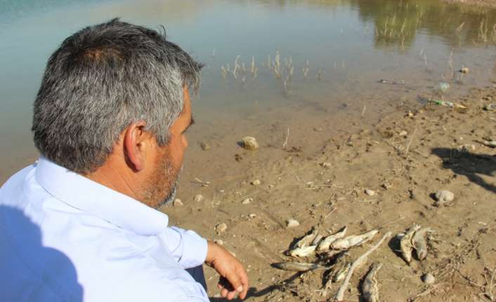 Sivas’ta bulunan Serpincik Göleti’nde karaya vuran ölü balıklar endişeye neden