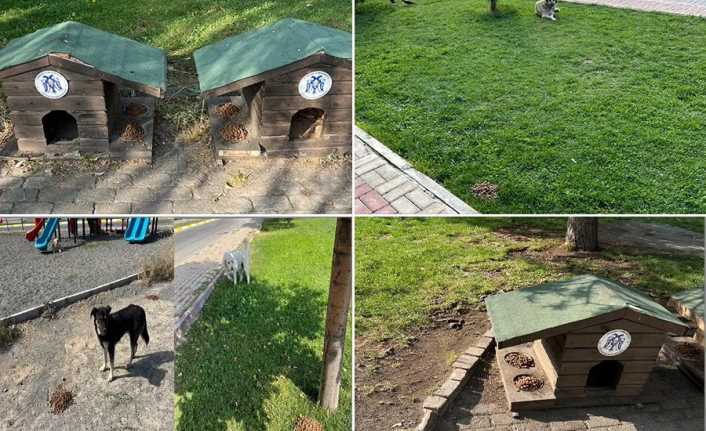 Erzincan Belediyesi sokak hayvanları için besleme çalışmalarına aralıksız devam ediyor.