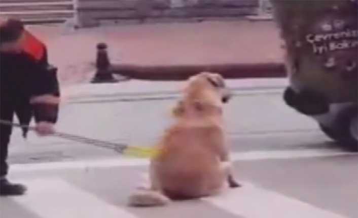 İstanbul Pendik’te kaldırımı süpüren temizlik işçisi, yanında bekleyen sokak köpeğine