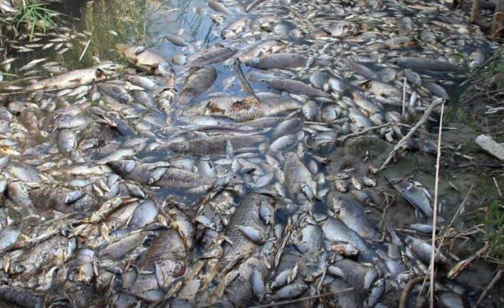 Aydın Söke’de Büyük Menderes Nehri’nde meydana gelen toplu balık ölümleriyle