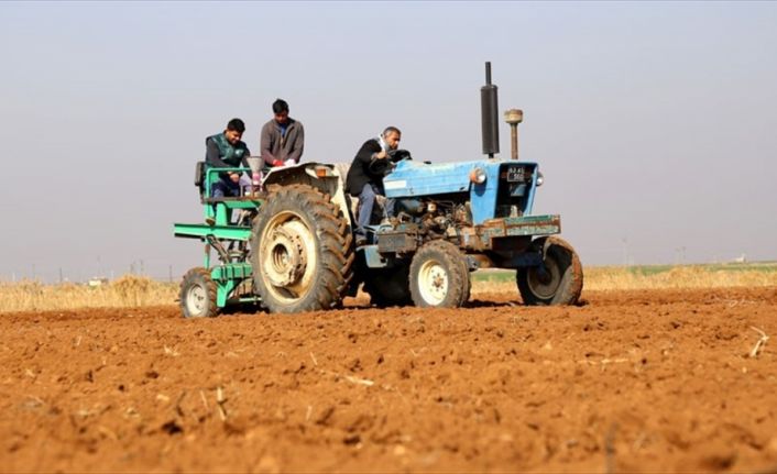 Suriye'deki iç savaş nedeniyle kaybolmaya yüz tutan 17 buğday çeşidi,
