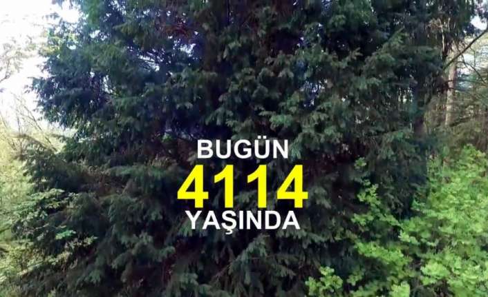 Orman Genel Müdürlüğü, Zonguldak’ın Alaplı ilçesinde 4 bin 114 yaşındaki