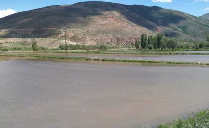 Kargın Beldesinde Karasu Nehri’nin taşması sonucu ekili tarım arazileri sular