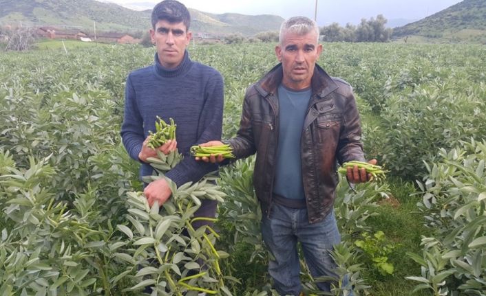 İzmir’in Ödemiş ilçesinin bakla ve bezelye üretimi ile ünlü Kaymakçı