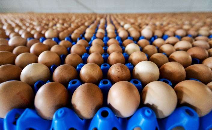 Tavuk yumurtası üretimi Nisan