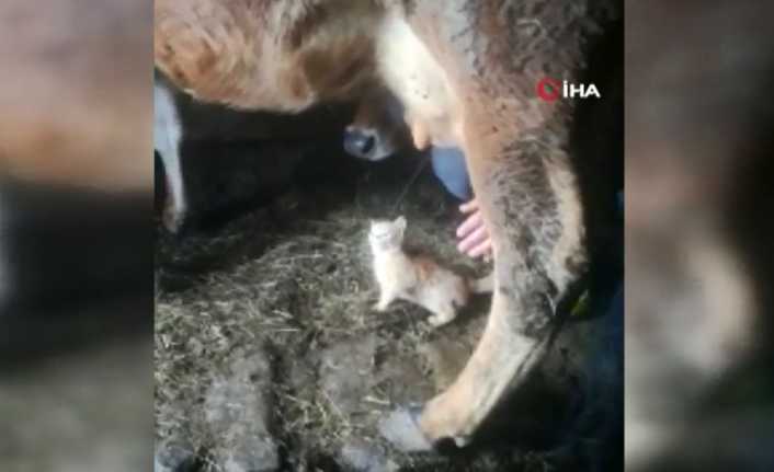 Soğukta donmak üzereyken kurtarılan ve sahiplenilen kedi, sağılan inekten böyle