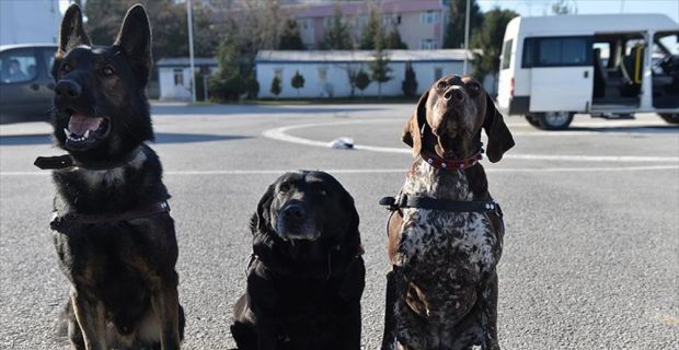Sakarya Jandarma Komutanlığı bünyesinde görev yapan özel eğitimli köpekler, keskin