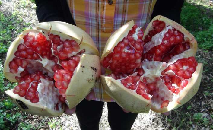 Mersin’in Silifke ilçesindeki Göksu Vadisi köylerinde üretimi yapılan ve 33
