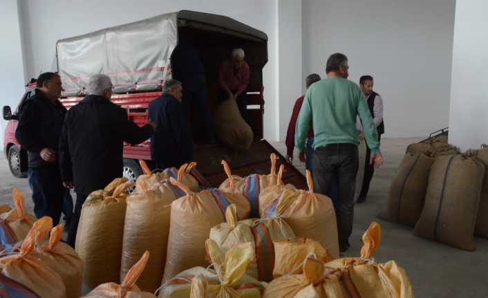 Toprak Mahsulleri Ofisi (TMO) fındık alımına başladı. Ordu’da üreticiler sabah
