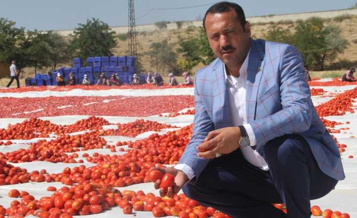 Elazığ’da bir girişimci 60 kişilik ekiple ürettiği 200-300 ton domatesi