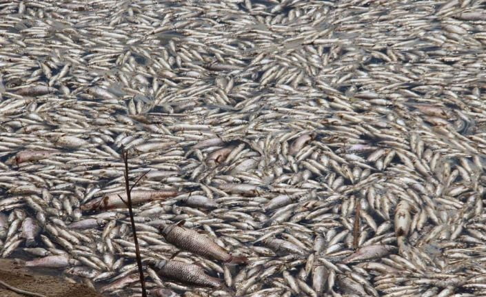 Büyük Menderes Deltası Milli Parkı sınırları içinden geçen tahliye kanalında,