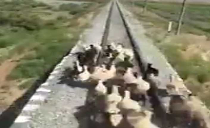 Hindistan’da küçükbaş hayvan sürüsü tren yoluna çıktı, sonuç facia oldu.
