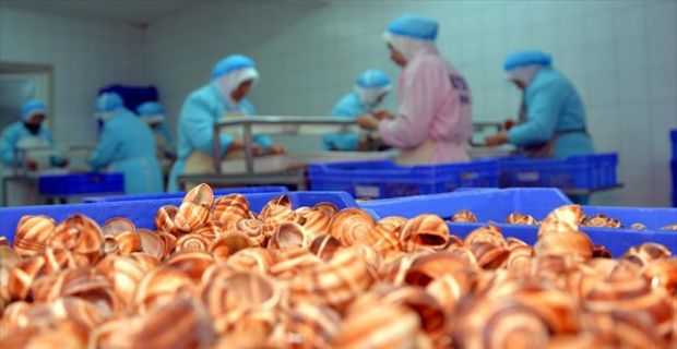 Türkiye'de tüketimi olmayan, sadece ihracata yönelik avlanan deniz salyangozunun geçen