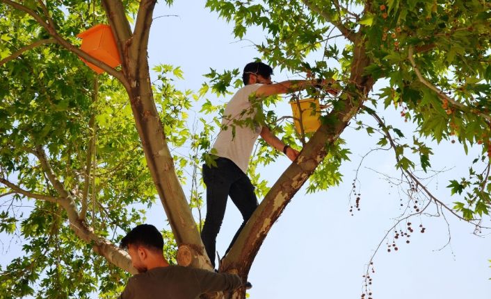 Şanlıurfa Harran Üniversitesinde okuyan Türk ve Suriyeli öğrenciler, doğal yaşama