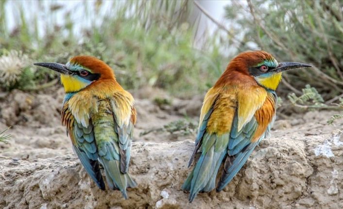 Daha çok Hindistan, Sri Lanka gibi Güney Asya'da yaşayan "küçük