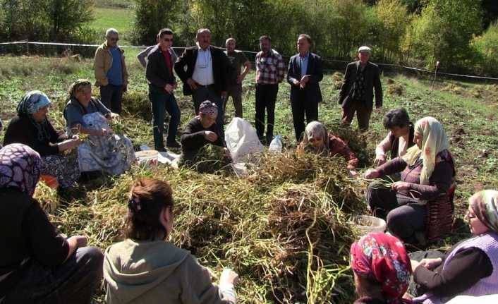 Artvin’in Ağıllar Köyü’nde imece usulüyle türküler eşliğinde kuru fasulye hasadı