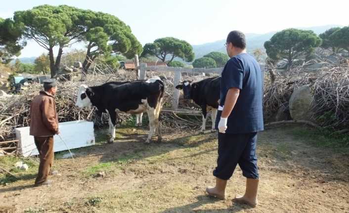 Balıkesir’in Burhaniye ilçesi Sarılar