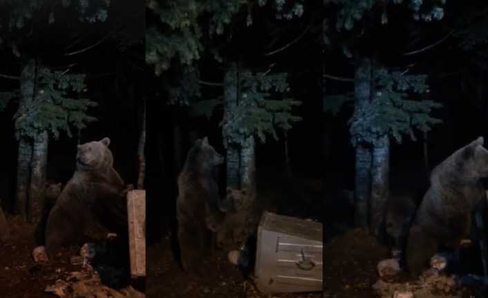 Uludağ’da aç kalan ayılar çöp konteynerlerini karıştırıp yiyecek aradı. 