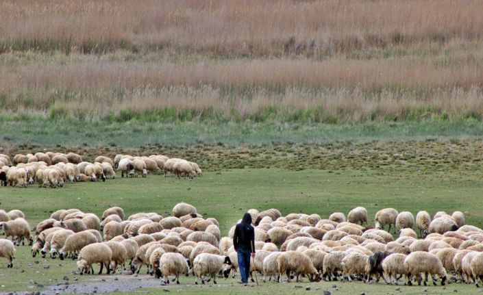Türkiye’nin önemli küçükbaş hayvancılık merkezlerinden olan Erzincan’da üreticiler, kuraklık endişesi