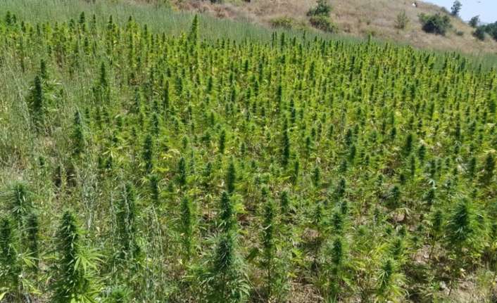 Bingöl’de Jandarma ekiplerinin düzenlediği operasyonla 700 kilo kubar esrar ile